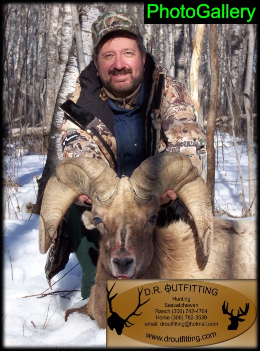 Ed K Rocky Mountain Bighorn Ram.jpg