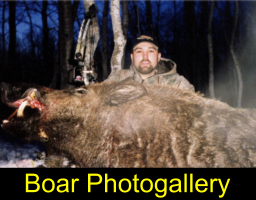 go to wild boar page