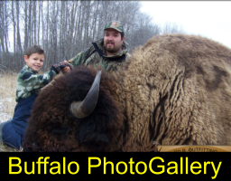 go to wild buffalo page