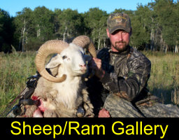 go to sheep ram photogallery