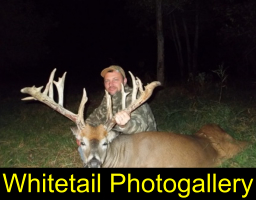 link to whitetail photogallery