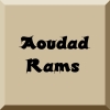 aoudad
