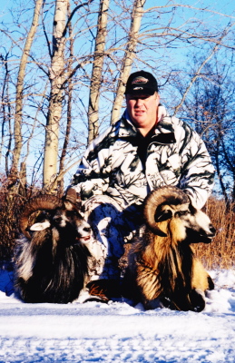 guaranteed sheep hunt